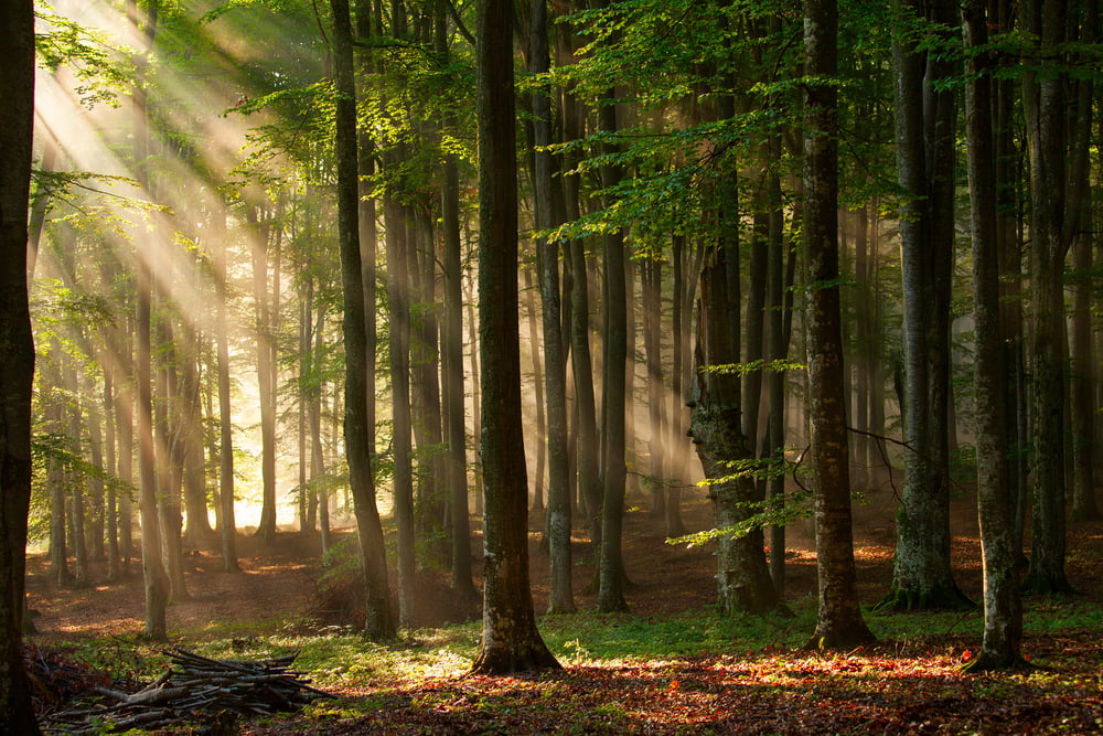 Ein Wald bietet sich an für eine Notfallgrube