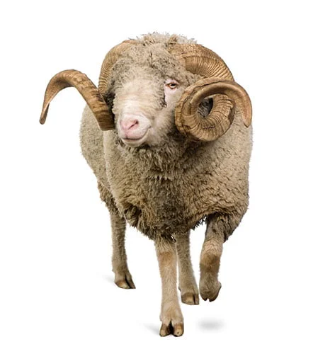 Merino Schaf