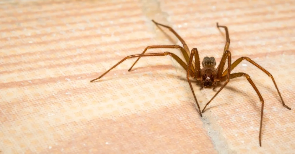 Braune Einsiedlerspinne in Nahaufnahme
