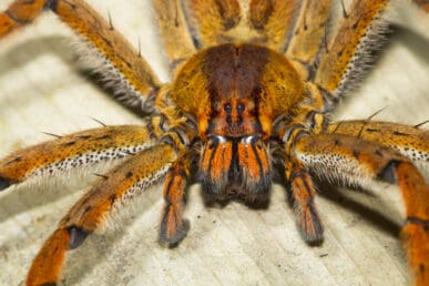 Nahaufnahme einer Brasilianischen Wanderspinne
