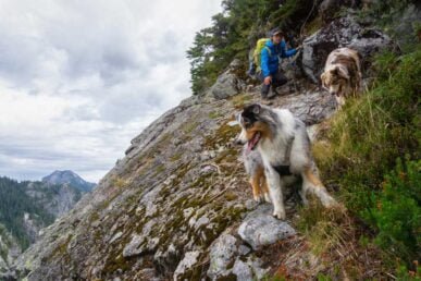 Mann wandert mit seinen Hunden in exponierter Lage am Berg